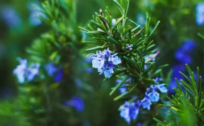 Rosmarin-Seife im Test Ideal für akneanfällige Haut