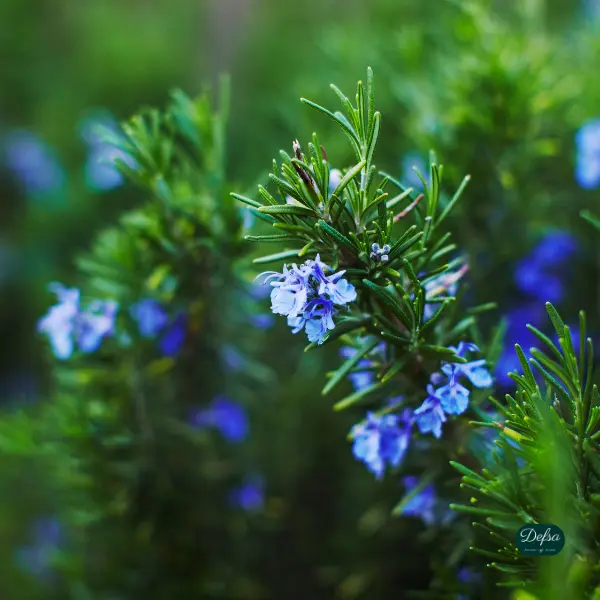 Rosmarin-Seife im Test Ideal für akneanfällige Haut