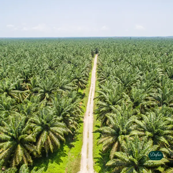 Vegan & palmölfrei Defsas Nachhaltigkeitsansatz v2